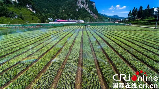 [从毕节看贵州决战脱贫攻坚] 贵州赫章小香葱带动大就业