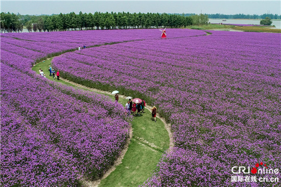 (供稿 旅游列表 三吴大地南京 移动版）第十届高淳固城湖水慢城荷花旅游节开幕