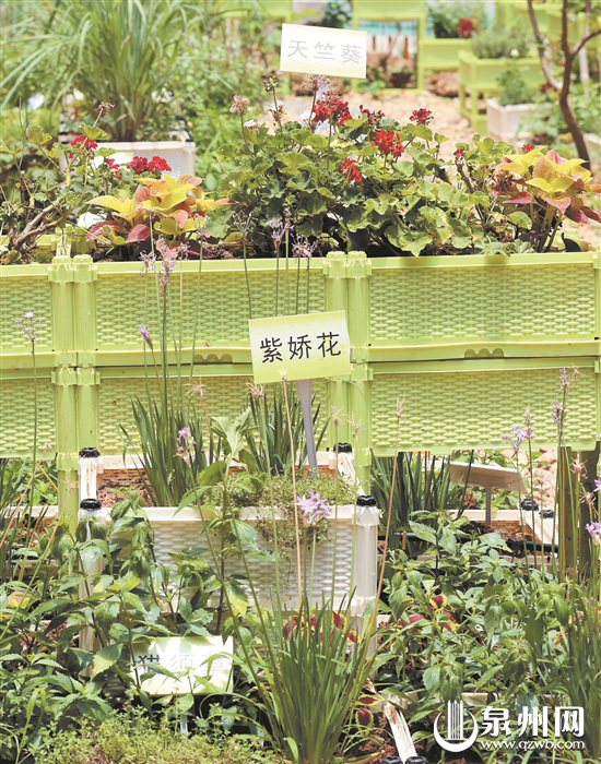 【焦点图】【移动版 轮播图】【滚动新闻】泉淮社区青草药园升级了