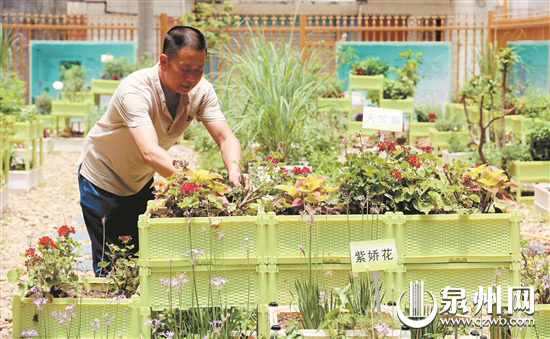 【焦点图】【移动版 轮播图】【滚动新闻】泉淮社区青草药园升级了
