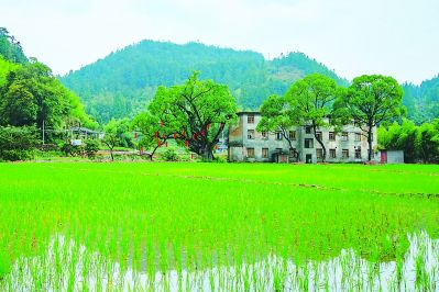 【旅游 列表】【滚动新闻】【地市泉州】泉州德化曾坂村：昔日污染村 复耕变花园