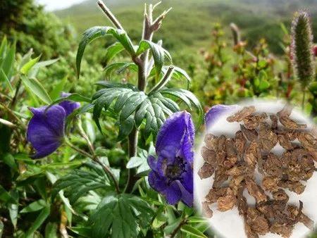 网红博士告诉你，海南到底有没有热带雨林？