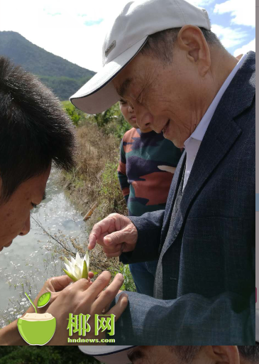 【视觉海南】【中下图1】世界睡莲育种专家三亚确认发现原生延药睡莲