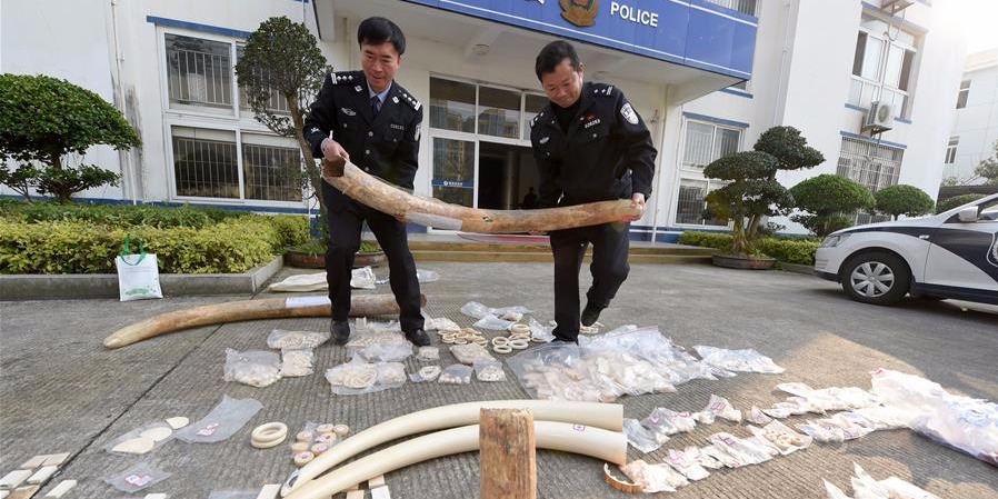 福建森林公安破获一起特大象牙非法制售案件