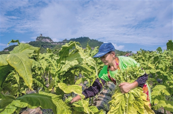 图片默认标题_fororder_29d68559-eaad-4923-9d16-fbf1b809597b.tif