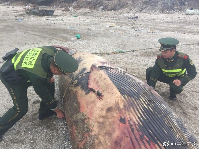 图片默认标题