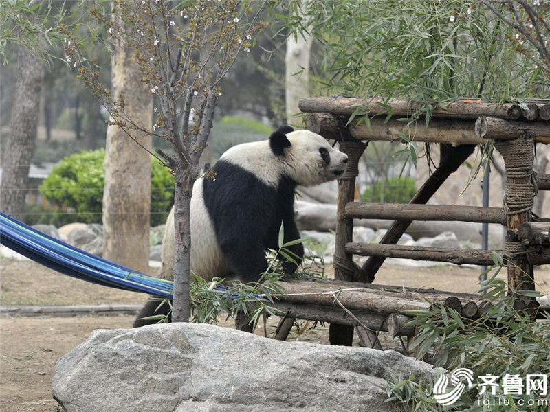 图片默认标题