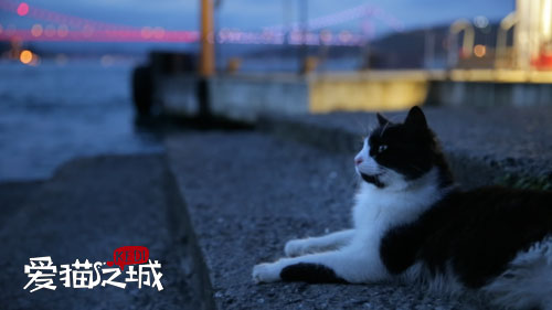 图片默认标题_fororder_《爱猫之城》剧照2