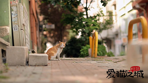 图片默认标题_fororder_《爱猫之城》剧照1