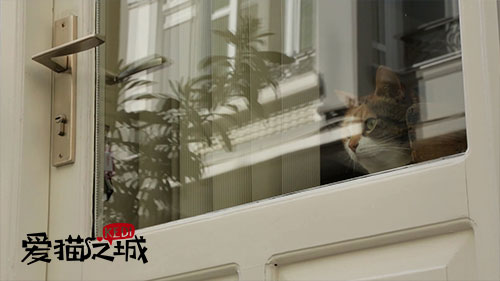 图片默认标题_fororder_《爱猫之城》剧照4