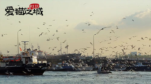 图片默认标题_fororder_《爱猫之城》剧照5