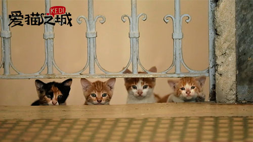 图片默认标题_fororder_《爱猫之城》剧照6