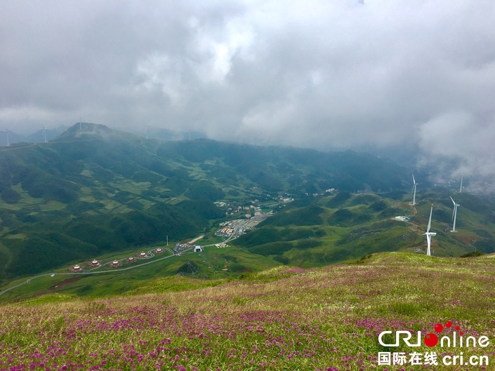 （已过审、移动版大图、客户端贵州大图）贵州毕节赫章“花期旅游”带来“美丽经济”