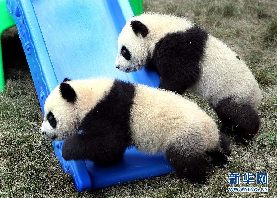 大熊猫龙凤胎宝宝有了新名字