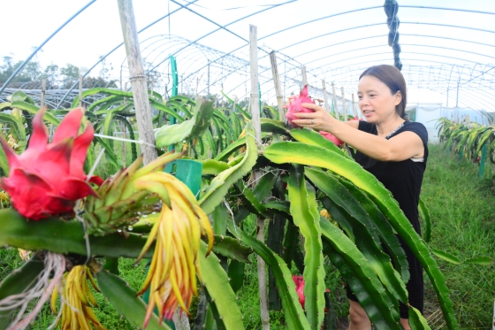 【区县联动】【梁平】梁平和林镇万余株火龙果喜获丰收