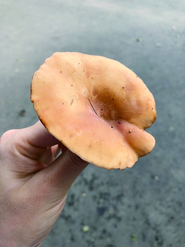 带上娃来神鹿山采蘑菇寻童趣吧