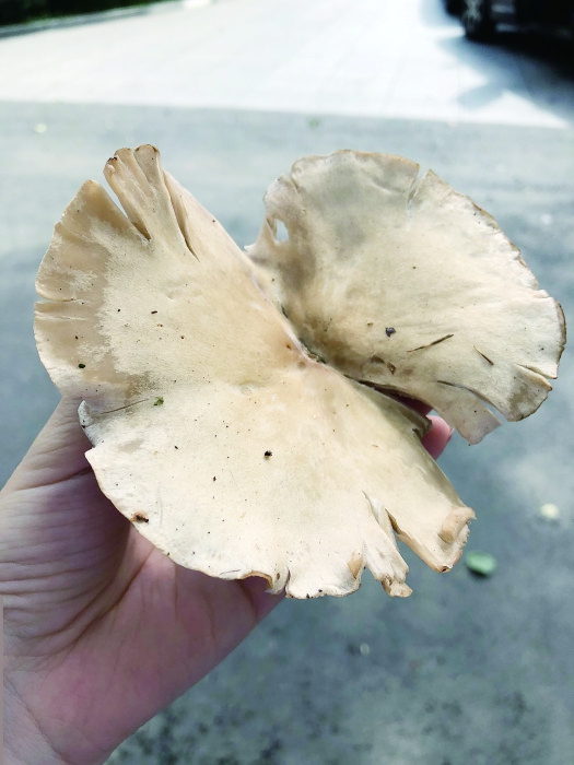 带上娃来神鹿山采蘑菇寻童趣吧