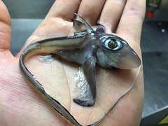 图片默认标题