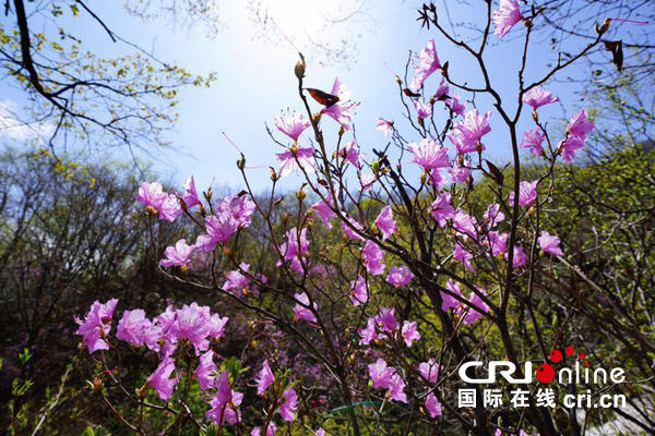 图片默认标题
