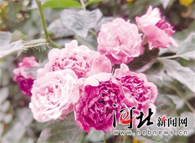 图片默认标题