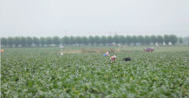 习近平三次来到宁夏，对这件“小事”很挂心