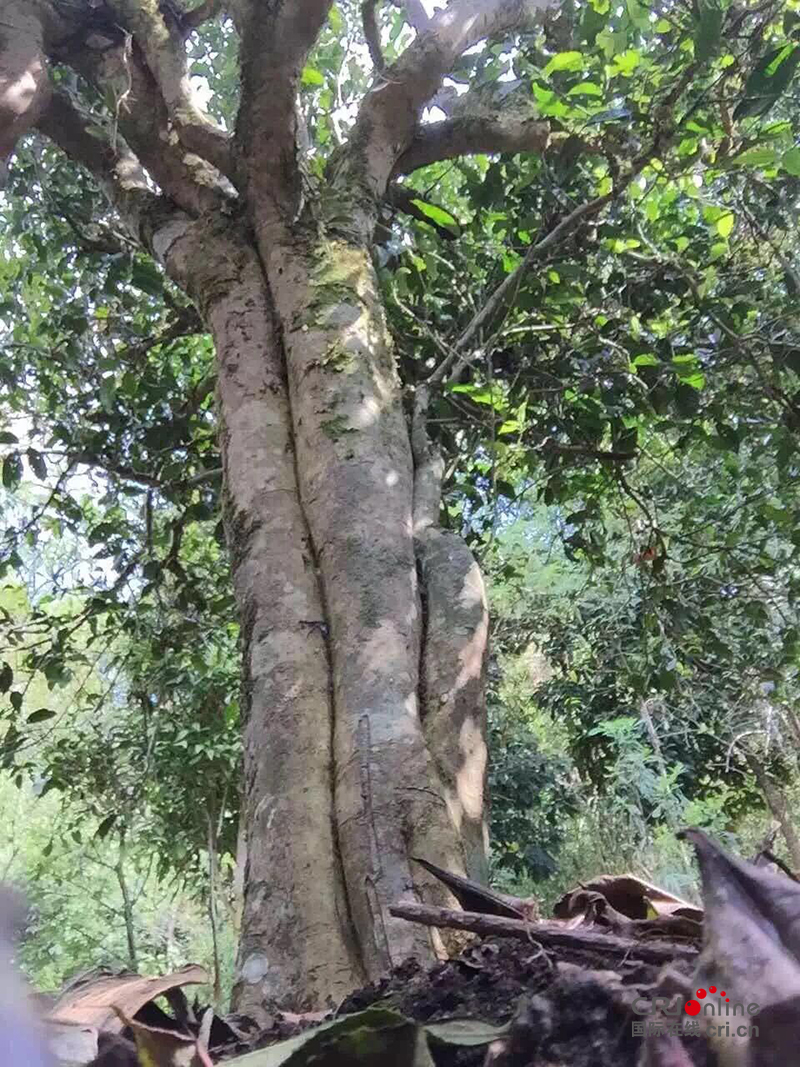图片默认标题