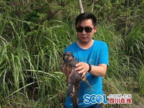 阆中夫妇路边捡拾的鸟儿 竟然是“国保”松雀鹰