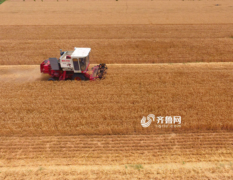 聊城茌平：端午时节收麦忙 确保夏粮颗粒归仓