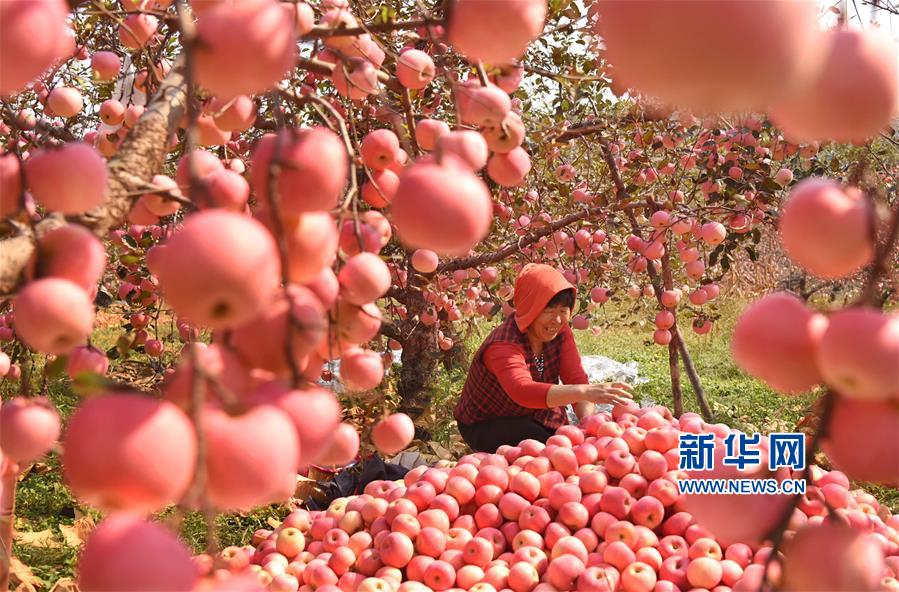 山东沂源：苹果丰收醉金秋