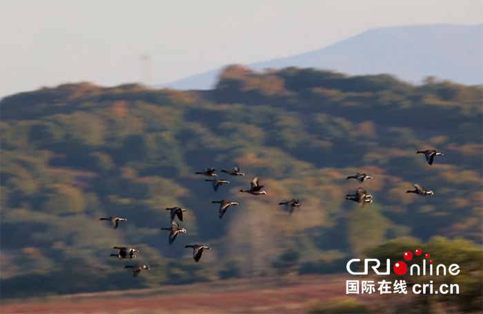 07【吉林】【供稿】【CRI看吉林（标题）】【图说吉林】【社会民生（标题）】【关东黑土（长春）】【移动版（图）】吉林敬信湿地迎来首批南迁大雁