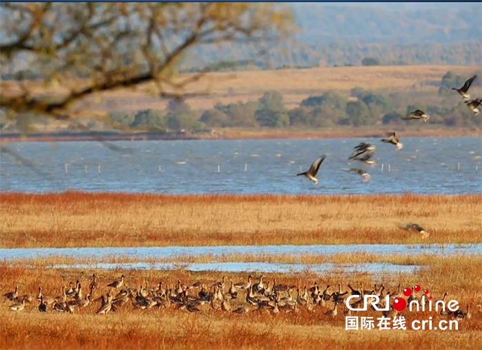 07【吉林】【供稿】【CRI看吉林（标题）】【图说吉林】【社会民生（标题）】【关东黑土（长春）】【移动版（图）】吉林敬信湿地迎来首批南迁大雁