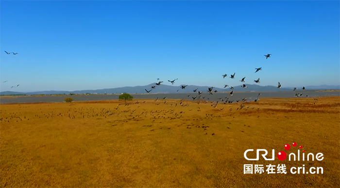 07【吉林】【供稿】【CRI看吉林（标题）】【图说吉林】【社会民生（标题）】【关东黑土（长春）】【移动版（图）】吉林敬信湿地迎来首批南迁大雁