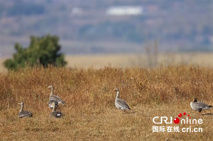 07【吉林】【供稿】【CRI看吉林（标题）】【图说吉林】【社会民生（标题）】【关东黑土（长春）】【移动版（图）】吉林敬信湿地迎来首批南迁大雁