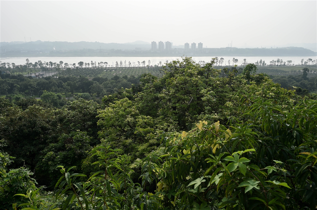 【共舞长江经济带】既是景区又是生态屏障 泸州张坝桂圆林挂果了！