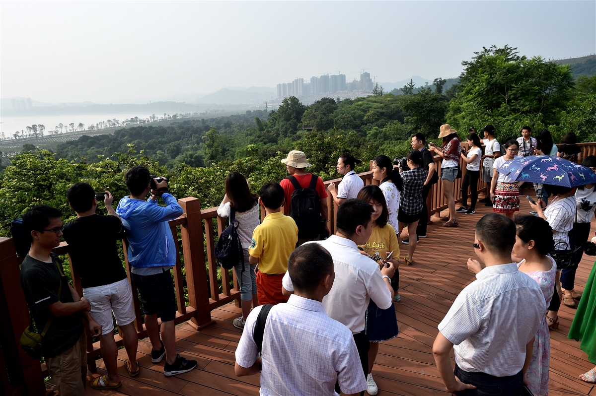 【共舞长江经济带】既是景区又是生态屏障 泸州张坝桂圆林挂果了！