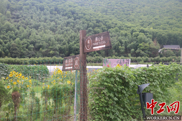 莫干山“洋家乐”民宿：农民致富增收的法宝