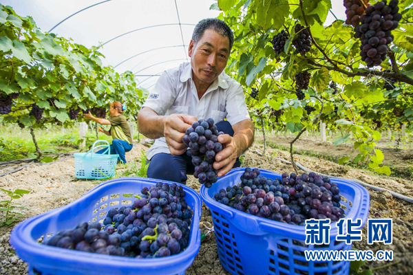 【区县联动】【垫江】垫江开启“缤纷夏日·果香垫江”盛夏鲜果采摘季 【区县联动】垫江开启盛夏鲜果采摘季