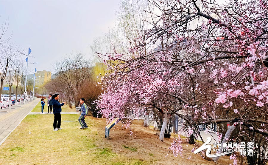 吕梁北川河开启“桃气”春天