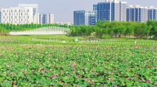 运城市尧梦湖公园荷花盛放