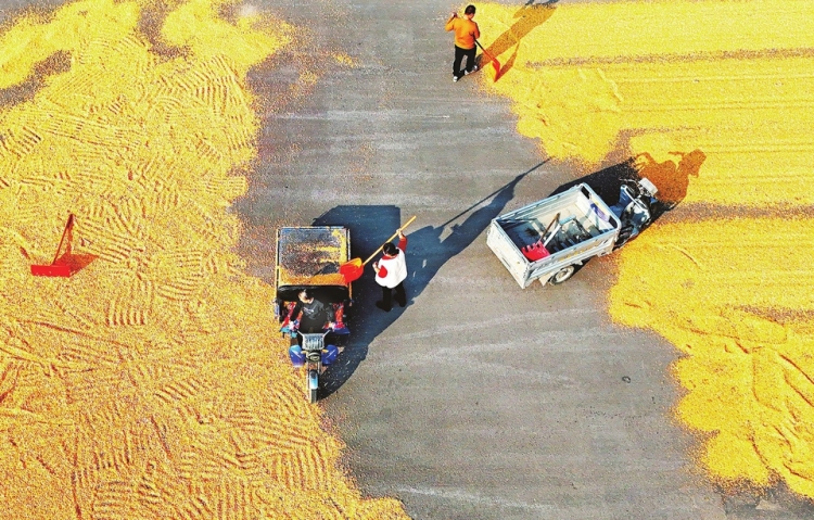 万荣县高村镇闫景村村民正在晾晒玉米_fororder_1ae6215364e09697086811e61a7703d4