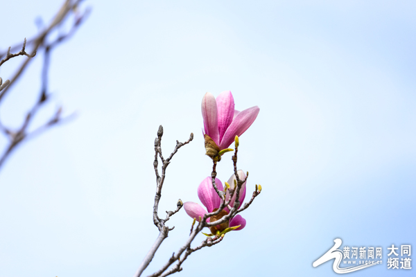 大同绿轴公园玉兰盛放 满园春色引客来