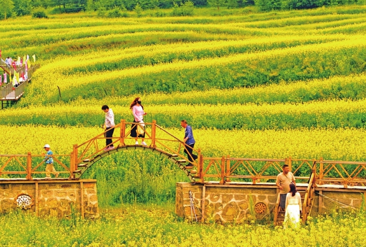 千亩油菜花 催热乡村游_fororder_油菜花