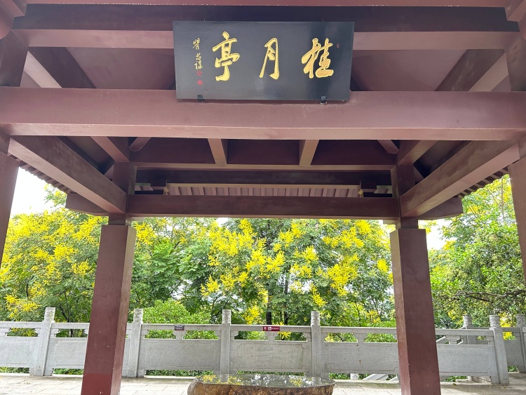 一树三色 龟山栾树进入最佳观赏期_fororder_W020250916343670431209