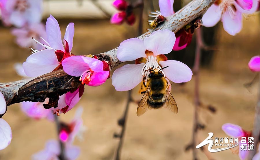 吕梁北川河开启“桃气”春天
