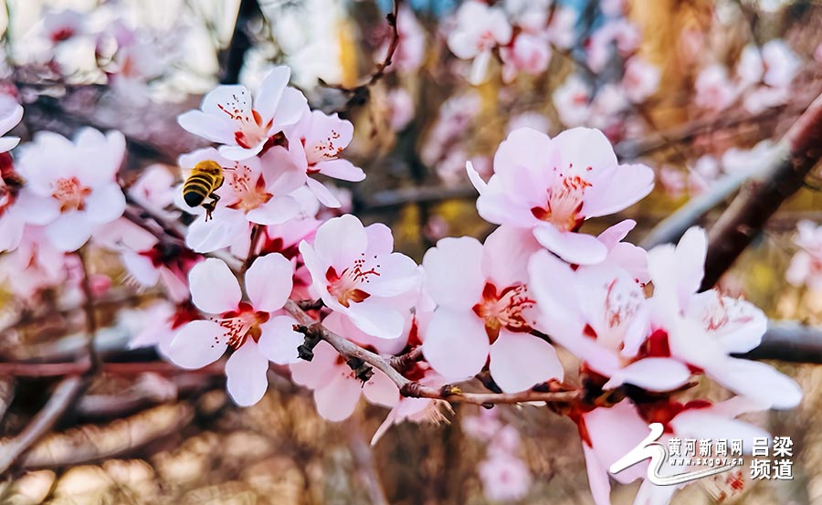 吕梁北川河开启“桃气”春天