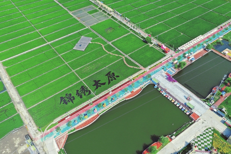 绿意稻田 满眼清新_fororder_稻田公园