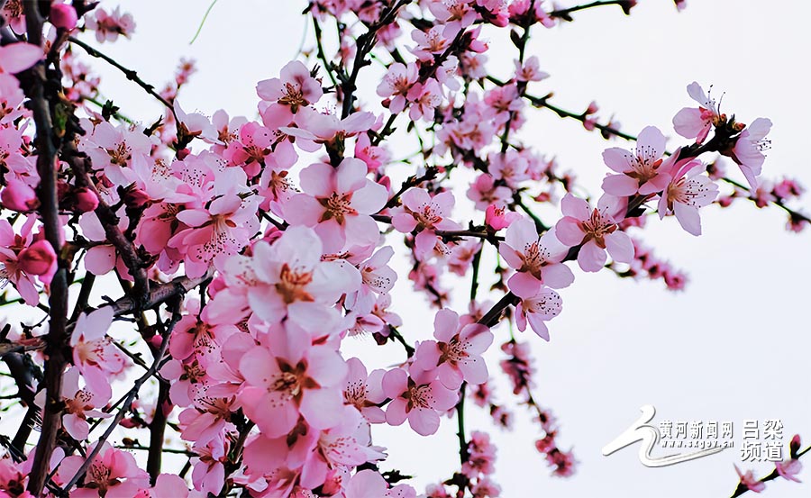 吕梁北川河开启“桃气”春天