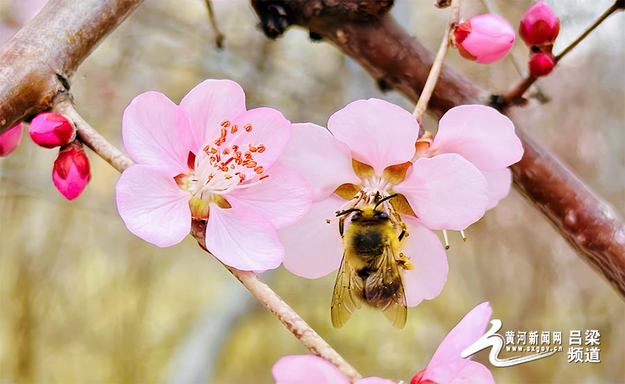 吕梁北川河开启“桃气”春天