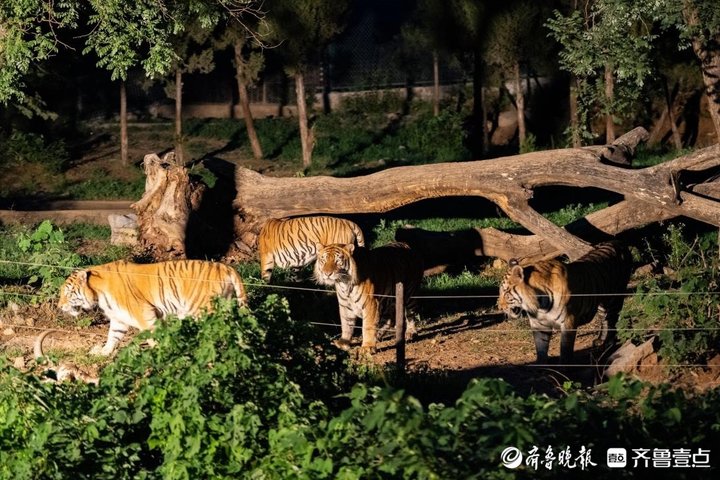 夜探“百兽秘境”！济南野生动物世界开启奇幻夜游