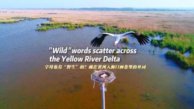"Wild" Words Scatter Across the Yellow River Delta_fororder_国际最终版-封面